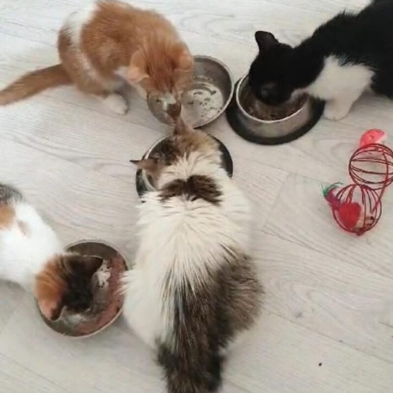 Our kittens in foster care