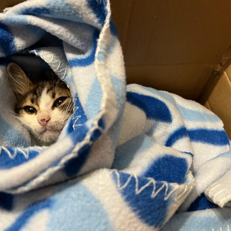 Kitten Qawiyyah