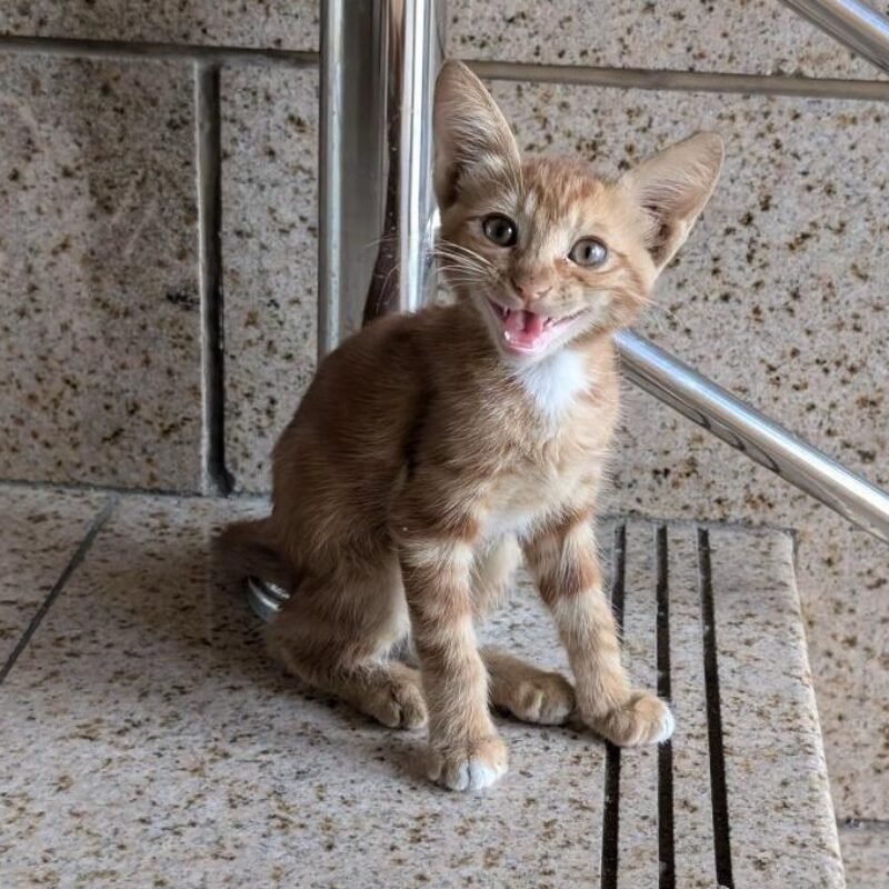Kitten at Roya al Andalus Hotel