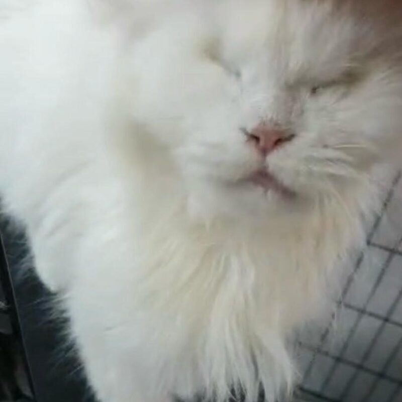 Kifah